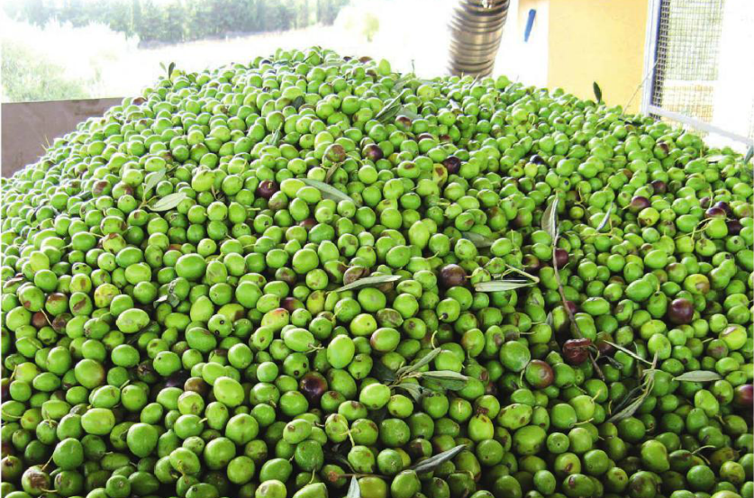 Olivenolje – En fantastisk smaksforsterker