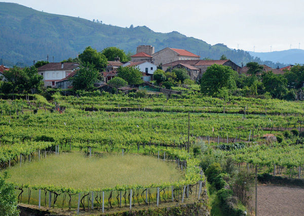 50 Great Portuguese Wines by Julia Harding