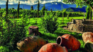 Vin & Ruin:  Hvem dyrket den første vinen i verden (og drakk seg sjenerende full)?